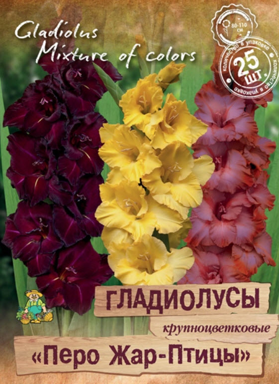 Луковица Гладиолус крупноцветковые Перо Жар Птицы 10/12  25шт. Поиск 