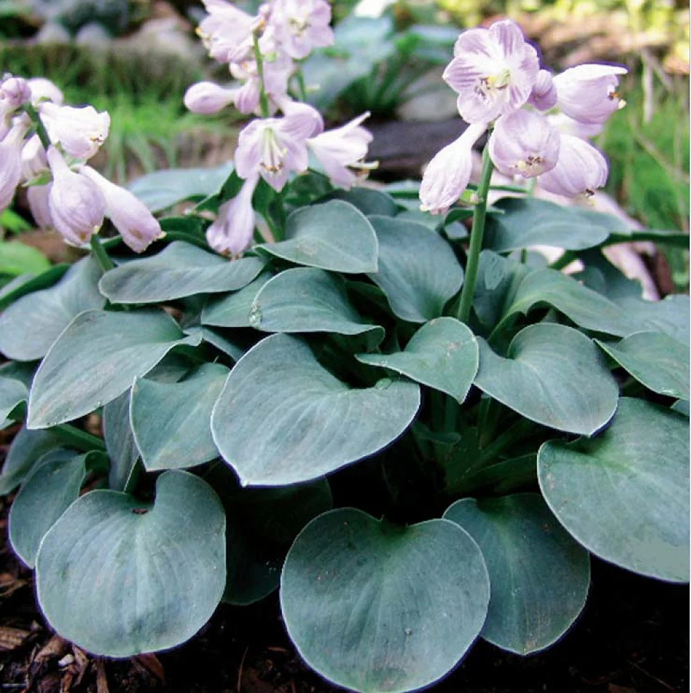 Корневище Хоста гибридная Блу Маус Ирс  1 шт Поиск 