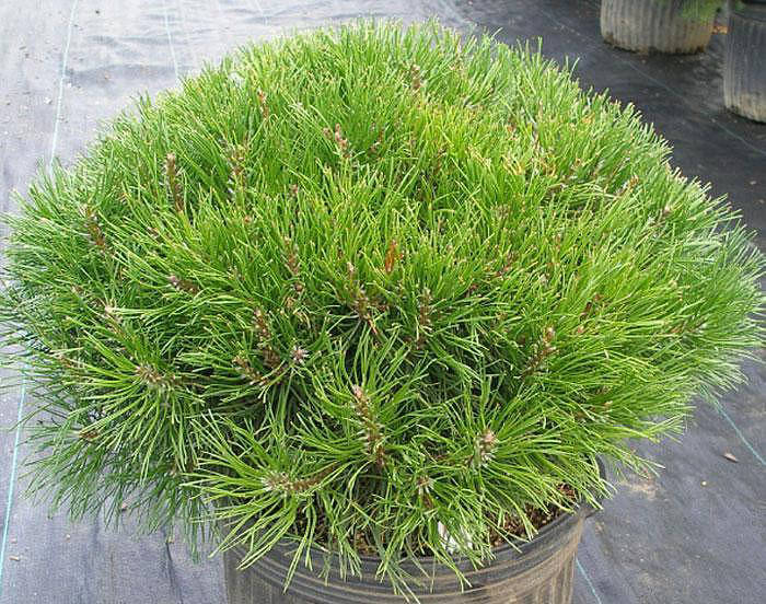 Сосна горная Пумилио 20-40 ПВ 