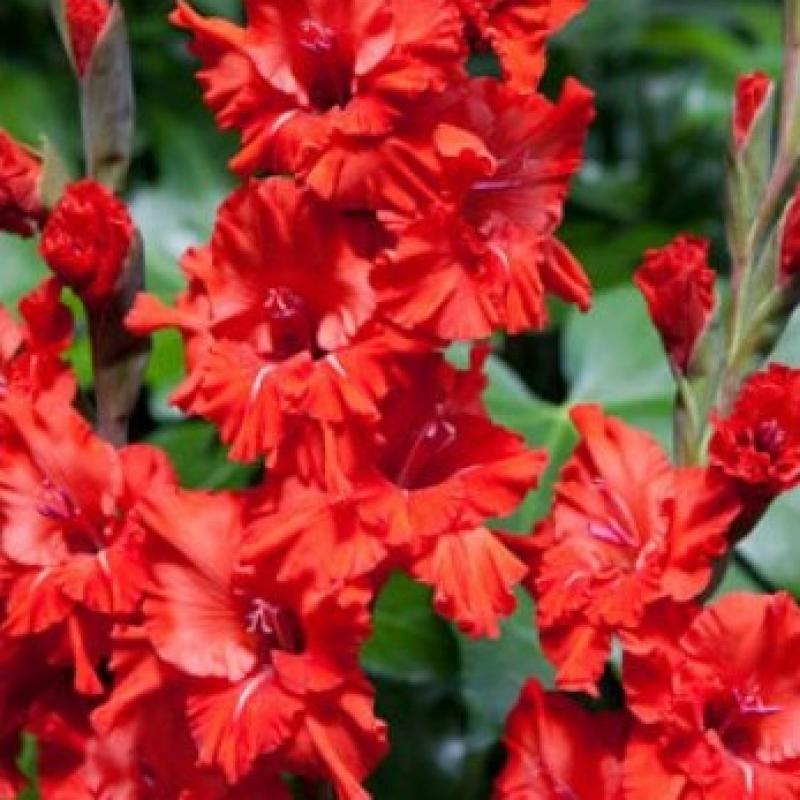 Луковица Гладиолус Фаер Риффл (Риффлед), 10шт/уп 