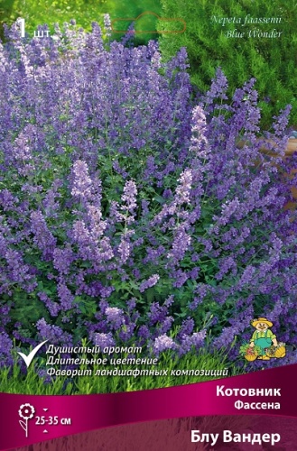 Корневище Котовник Фассена Блу Вандер I 1шт Поиск 