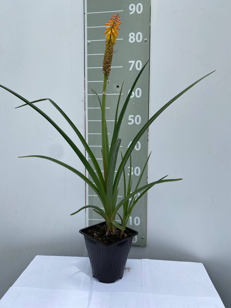 Книфофия Роял Стандарт v2 Lav 