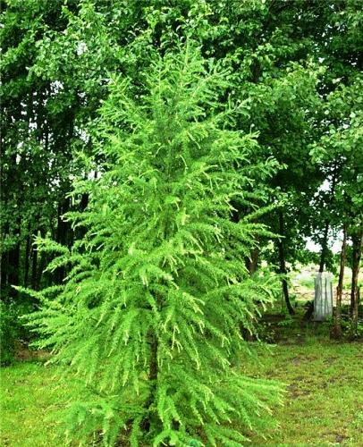 Лиственница европейская С4 