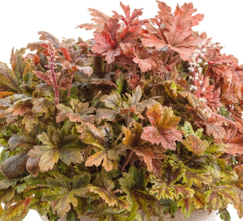 Корневище Гейхерелла Хопскотч l 1шт Поиск 