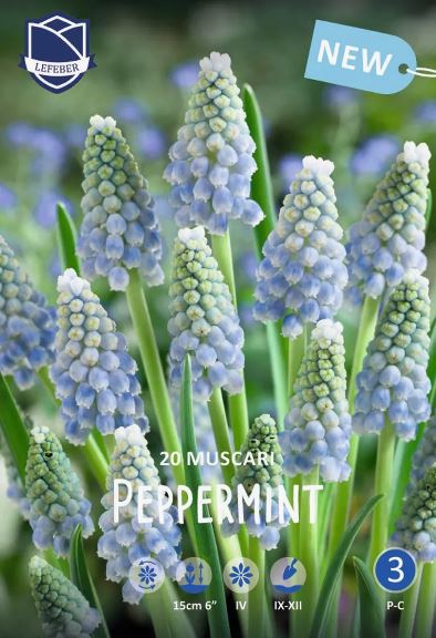 Луковица Мускари Пепперминт 8/9, 20 шт/уп 