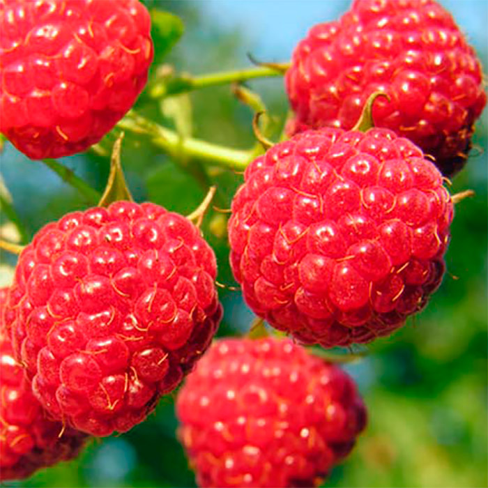 Малина Полка красная в коробке Tim 