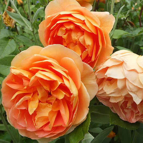 Роза английская Пэт Остин v5 Sav 