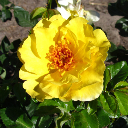 Роза флорибунда Лемон Фиц v5 Dem 