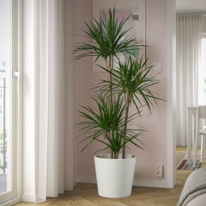 ОсновноеИзображение