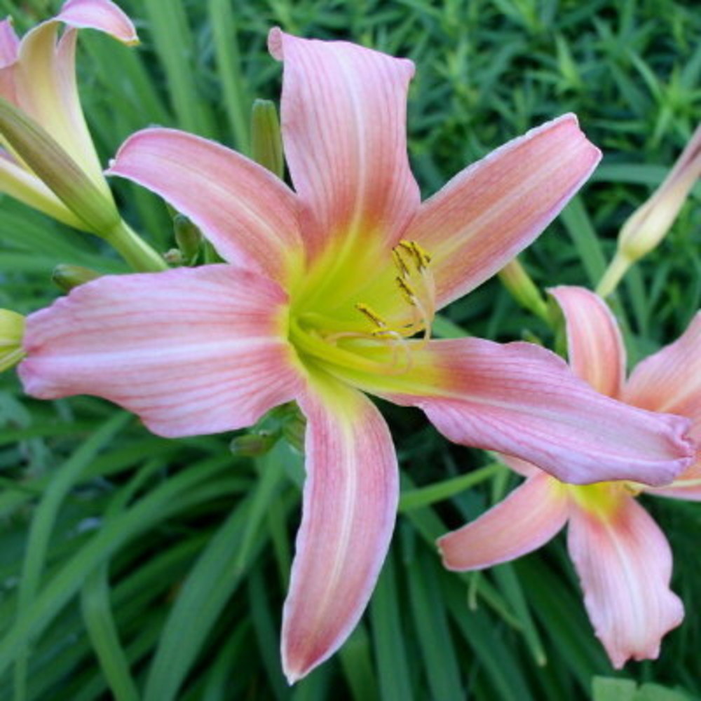 Лилейник Кара Миа v2 Tim 