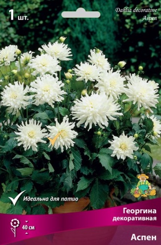 Клубень Георгина декоративная Аспен I 1шт Поиск 