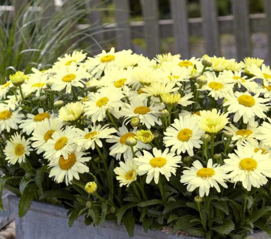 Нивяник О-ля-Лякрем d12 ХР 