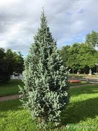 Ель колючая Изели Фастигиата 60-70,C10 