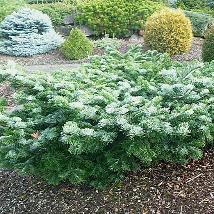 Пихта миловидная Спрединг Стар 50-60 Tw 