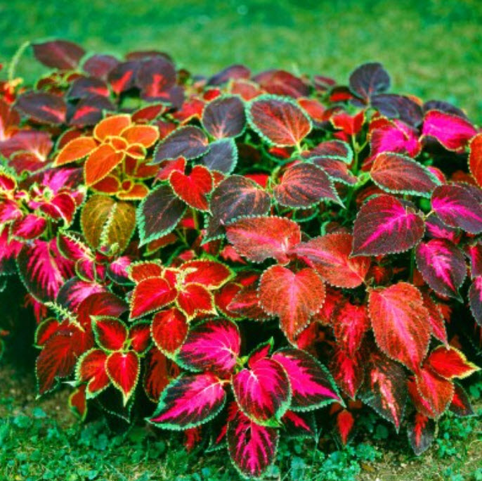 Колеус в асс. кассета 6 ячеек ЦВ 