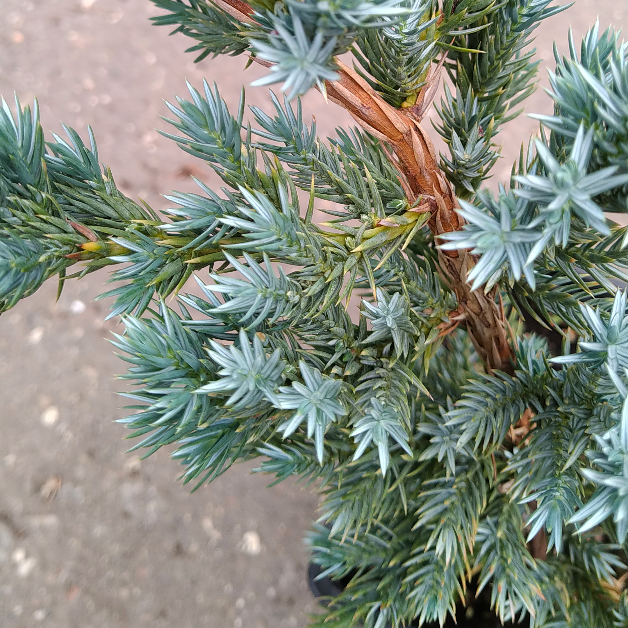 Можжевельник чешуйчатый Мейери v2 Tim 15-20см Tim 