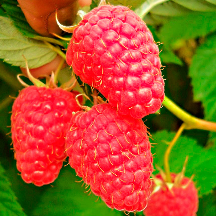 Малина ремонтантная Красная гвардия в коробке Tim 