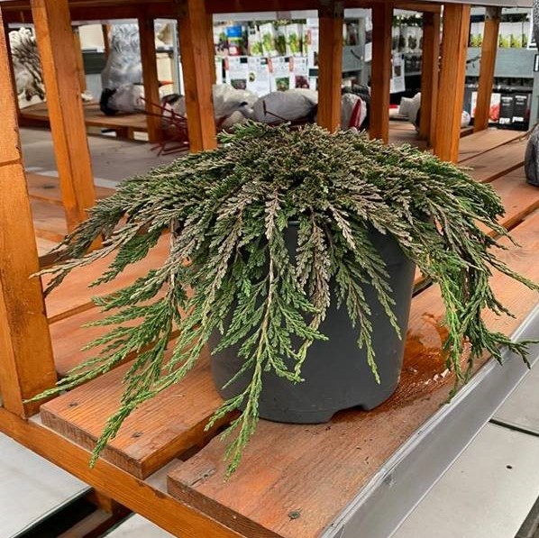 Можжевельник горизонтальный Панкейк v7,5 30-40 Tw 