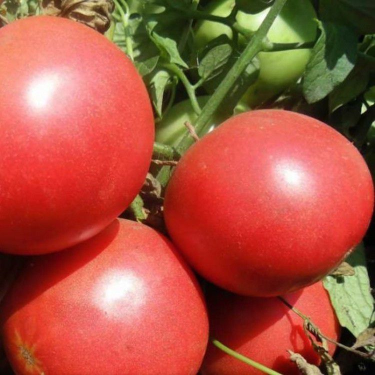 Семена томат Торбей F1, Престиж в Москве и области – купить по низкой ценев интернет-магазине Дарвин