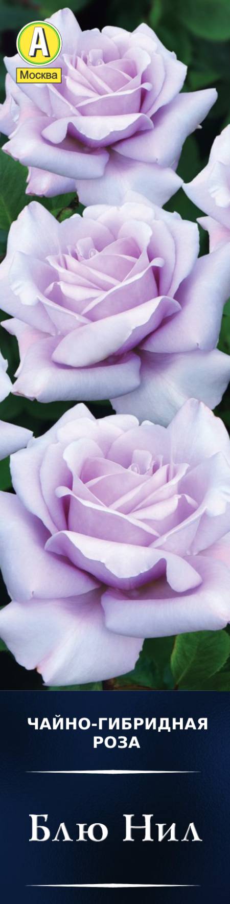 Роза чайно-гибридная Блю Нил в коробке Аэлита 