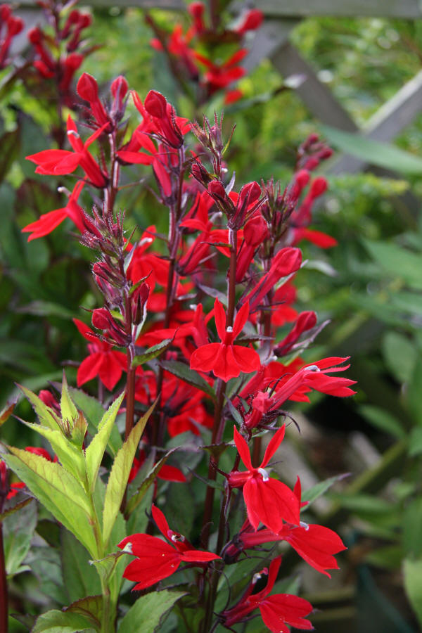 Лобелия прекрасная Фан Скарлет Р9 