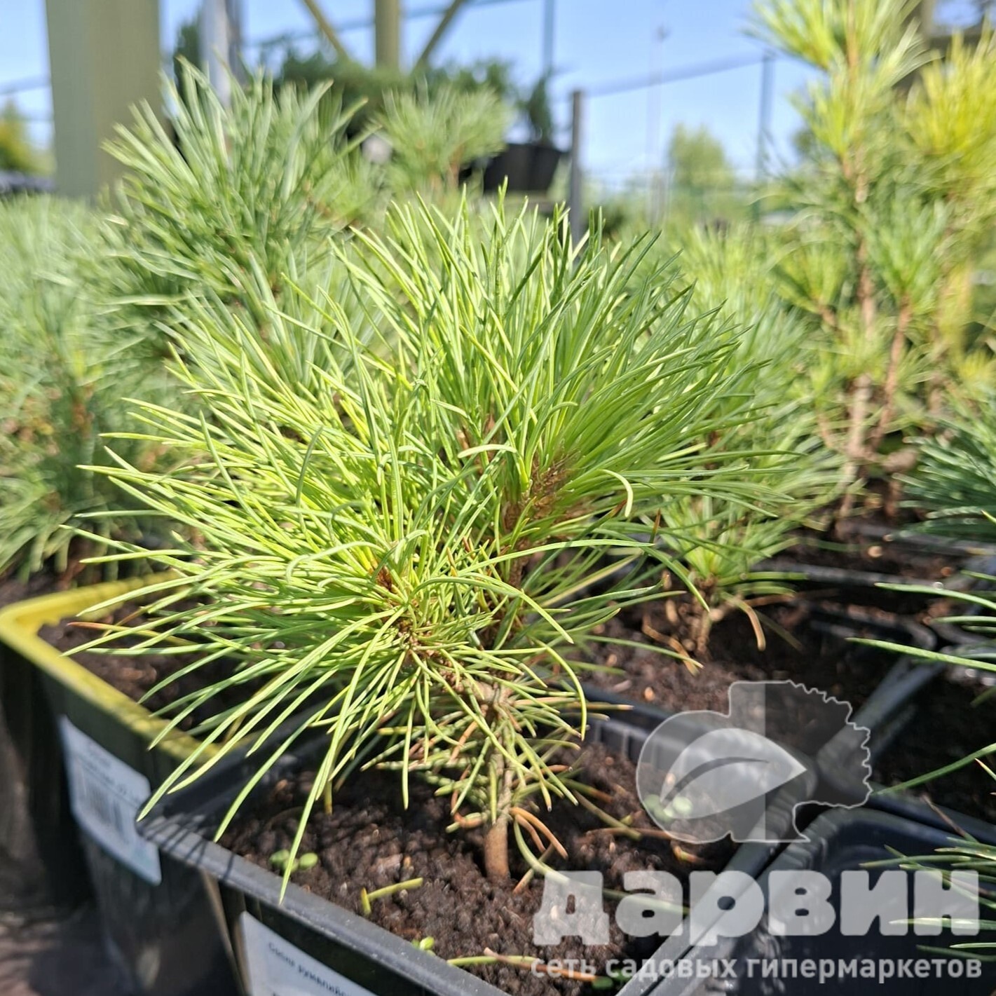 Сосна румелийская v2 Lav 