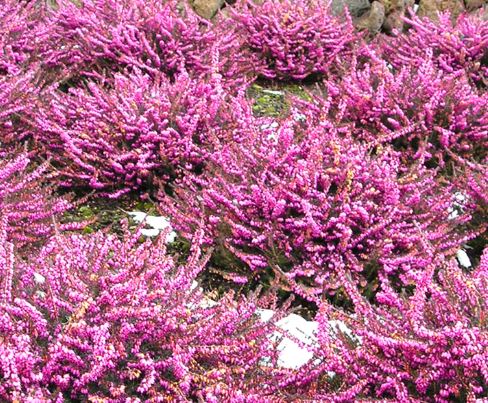 Эрика дарленская Крамерс Роут v3 Lav 