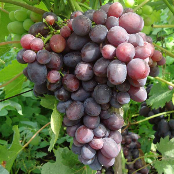 Виноград плодовый Томайский с3-5 Tim 