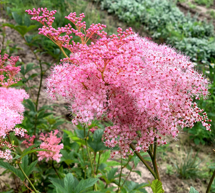 Лабазник красный Венуста d17 ХР 