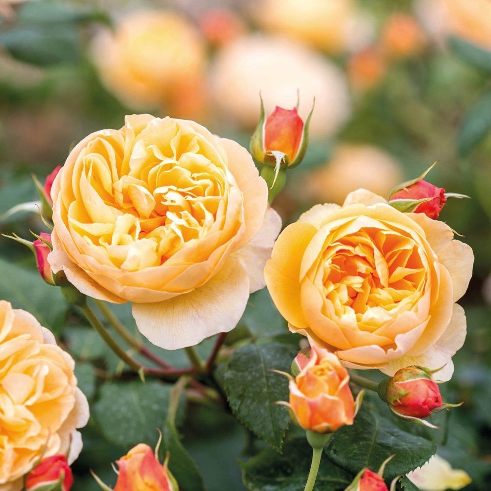 Роза английская Роальд Даль v6 Tim 