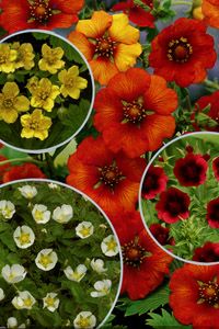 Лапчатка непальская микс Р9 