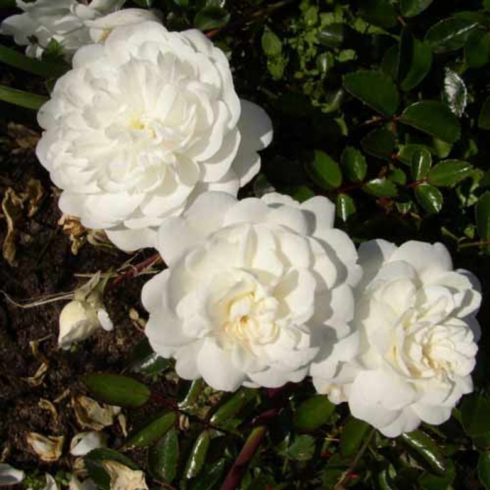 Роза почвопокровная Двоф Вайт в коробке ЦО 