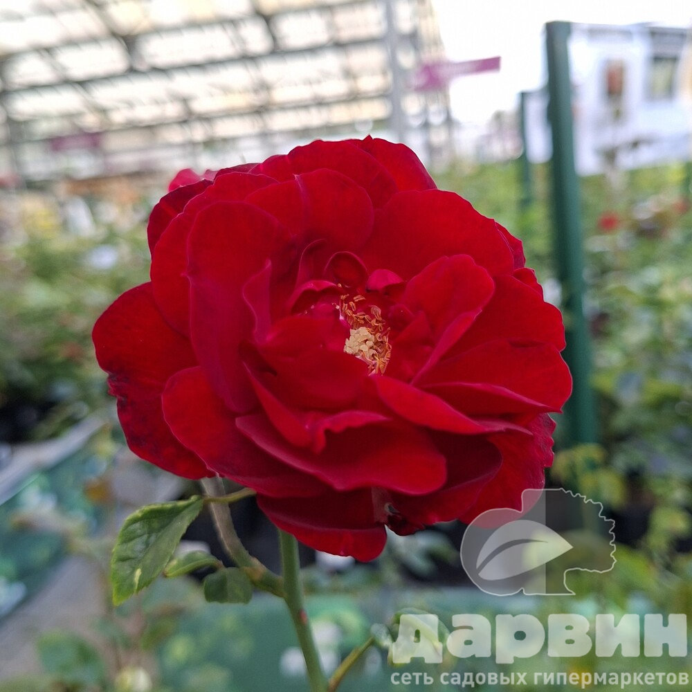 Роза плетистая Эли Семун v5 Lav 