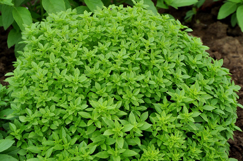 Пряные травы Базилик д10,5 