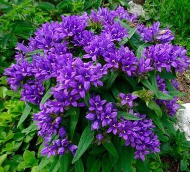 Корневище Колокольчик скученный Одесса Блу I 1шт Поиск 