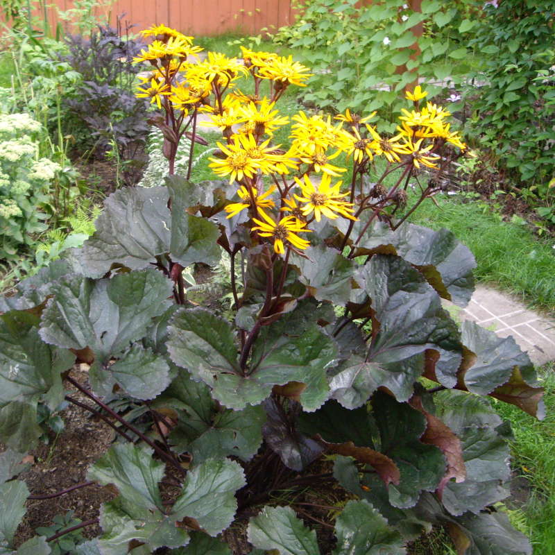 Бузульник v3 Push 