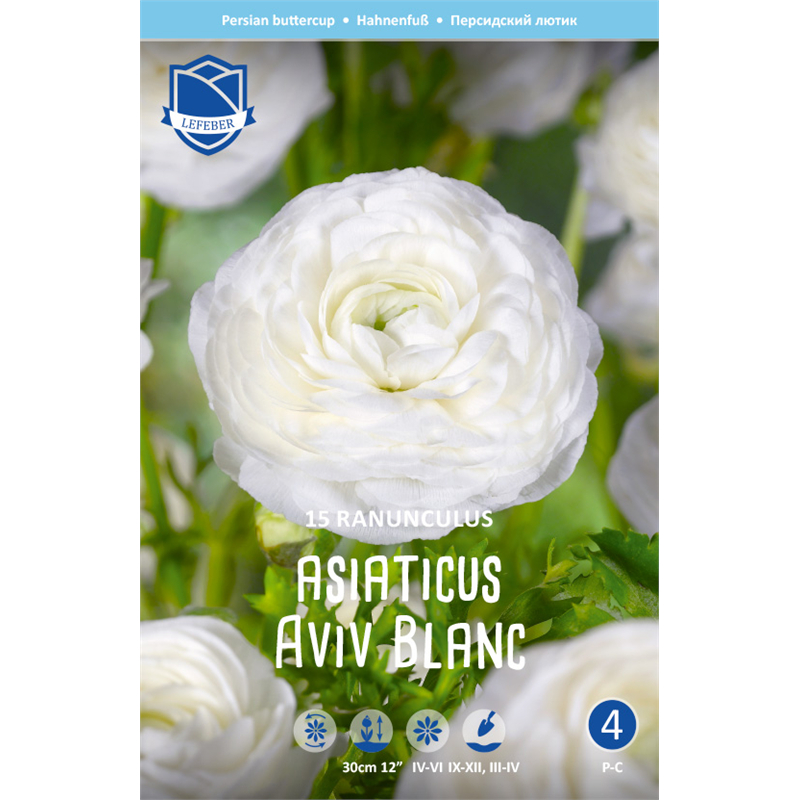 Клубень Ранункулюс азиатский Авив белый 7/8 15шт 