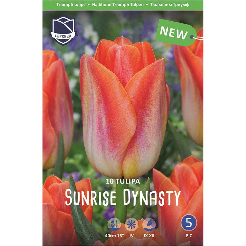Луковица Тюльпан Санрайз Династи 12/14, 10 шт/уп 