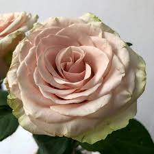 Роза чайно-гибридная Помпеи v5 Lav 