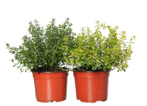 Тимьян в ассортименте v5 Lav 