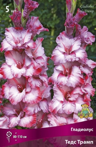 Клубень Гладиолус крупноцветковый Тедс Трамп 10/12 5шт Поиск 