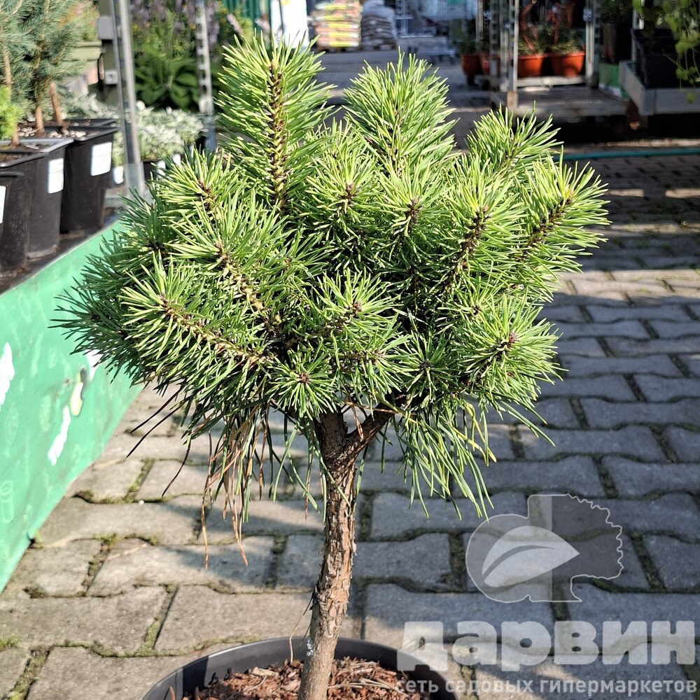 Сосна обыкновенная Блю Скай 25-30 cm cont. 4,0L Mt 