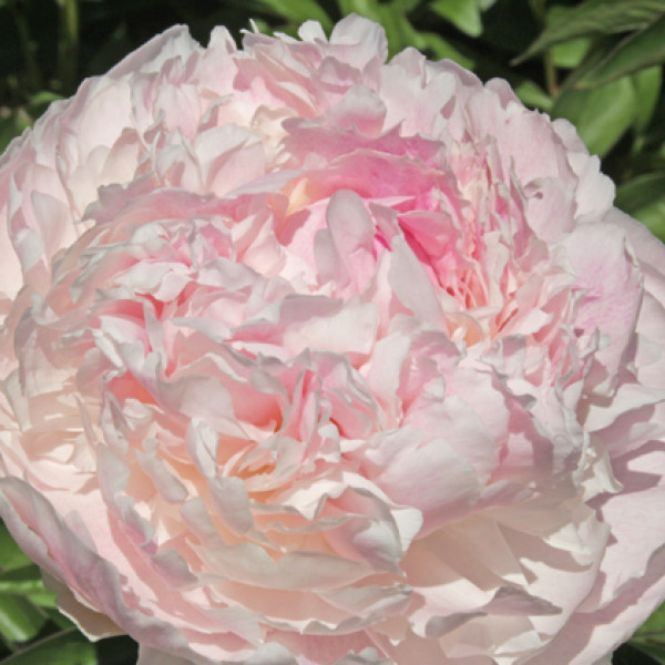 Пион Шифон Парфэ v5 Tim 