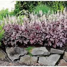 Гейхерелла Плам Каскад (С2) ЦО 