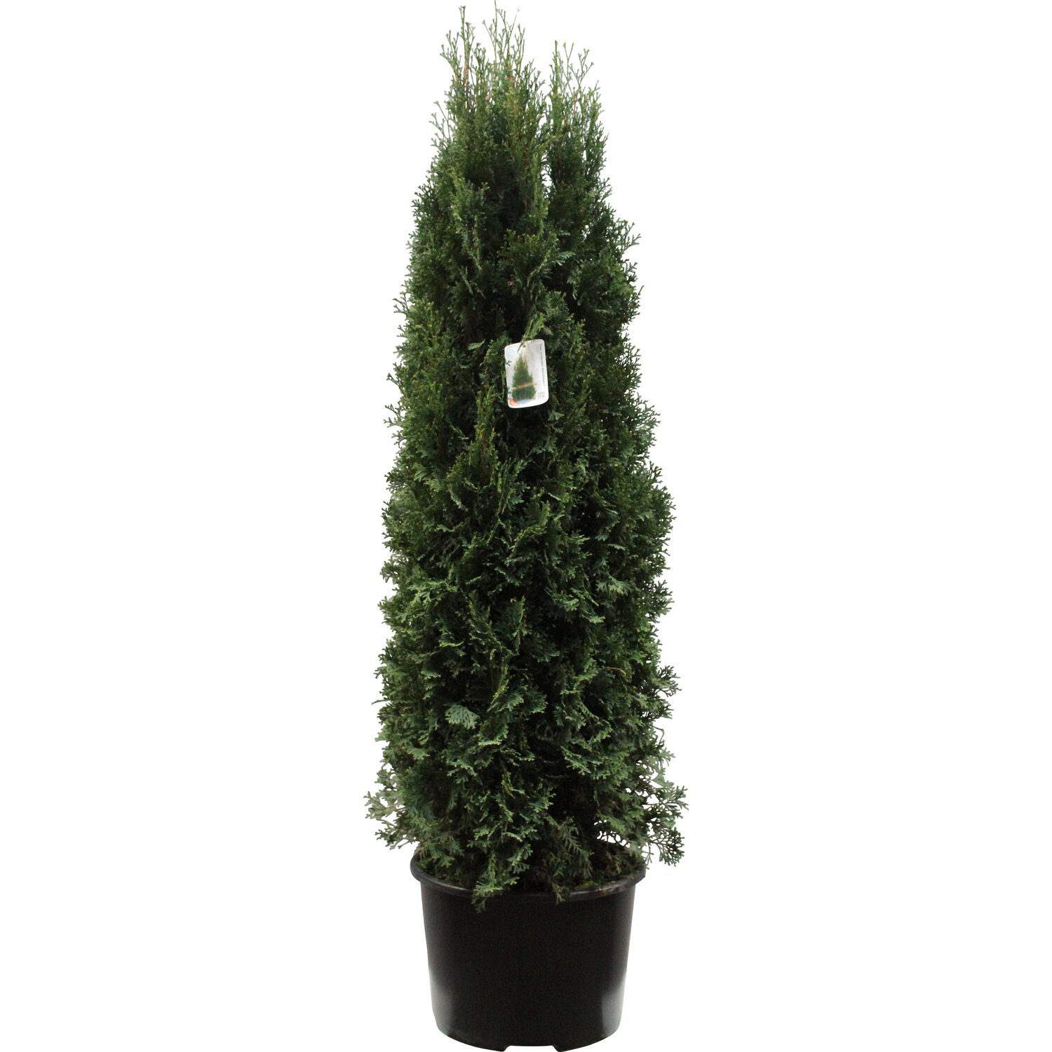 Туя западная Дарк Эмберс v25 120-140 Tw 