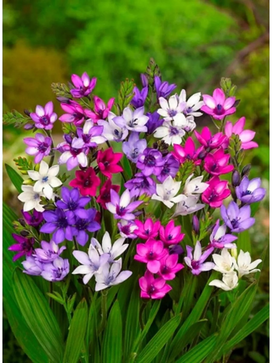 Луковица Бабиана прямая Смесь окрасок 5+ 10 шт Поиск 