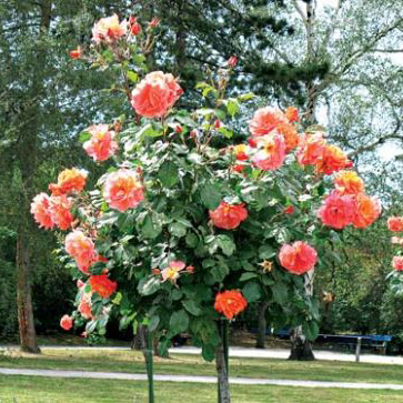 Роза штамбовая в ассортименте V7 