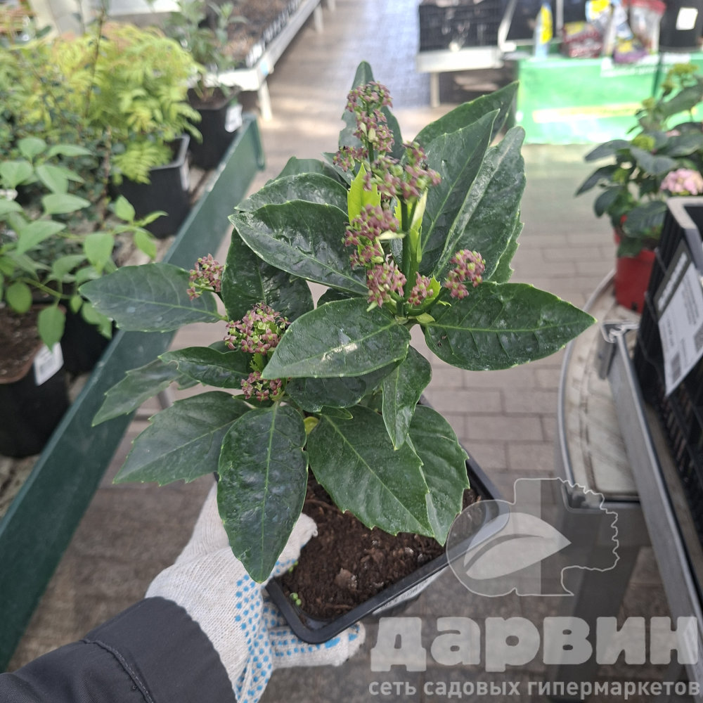 Аукуба японская Розанни v2 Lav 