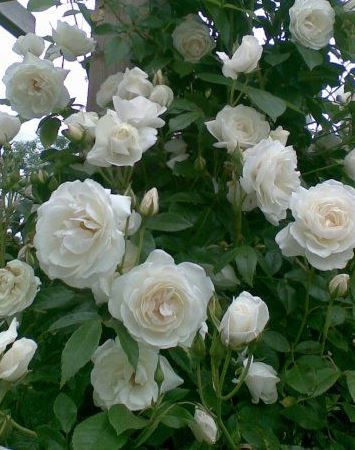 Роза плетистая Сноу Денс в коробке AV 