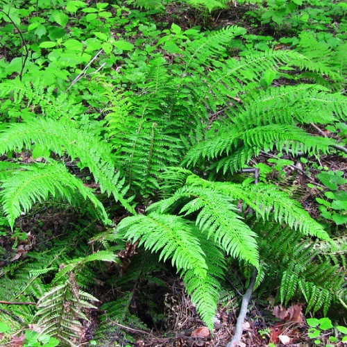 Многорядник шиповатый Р11 